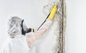 Professional Mold Prevention & Removal  in Stanwood, WA